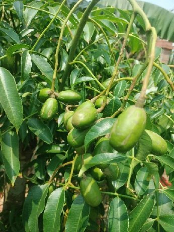 Cây Cóc Thái Gốc To Trồng Chậu Đang Có Trái