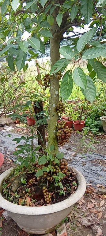 Sung Ăn Quả (Cây Lớn Trồng Sân Vườn)