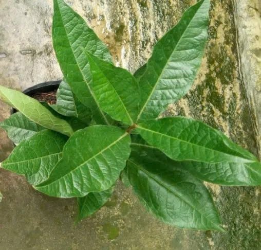 Cây Mai Thái Xanh (cây giống) 3