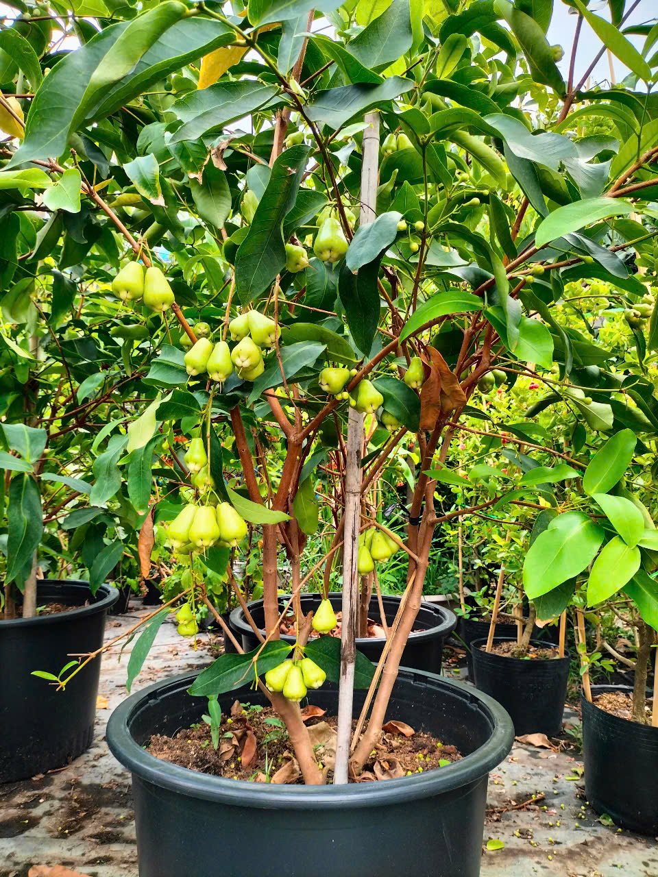Cây Mận Xanh Đường Sóc Trăng