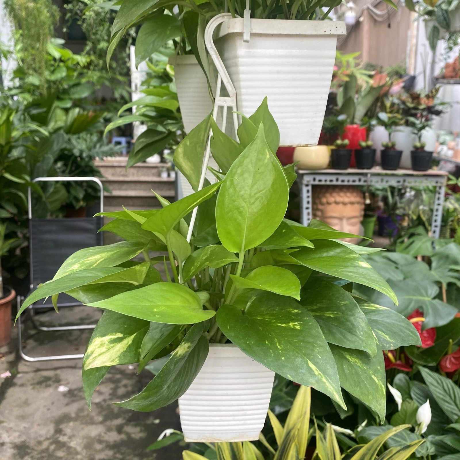 Trầu Bà Treo Chậu Nhỏ