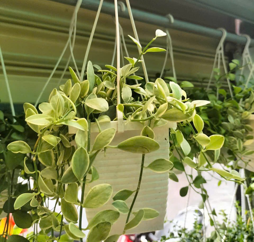 Cây Lan Hạt Dưa Cẩm Thạch Chậu Treo Nhỏ