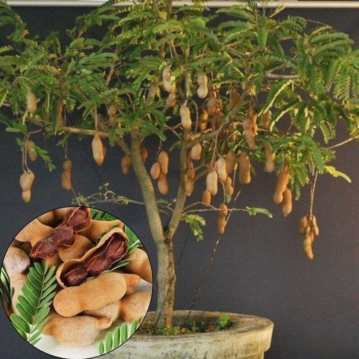 Me Thái (Cây Lớn Trưởng Thành)