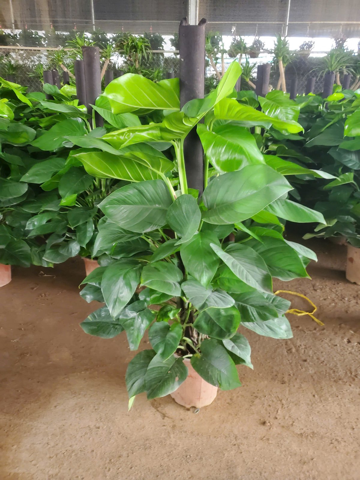 Trầu Bà Cột Giá Sỉ HCM