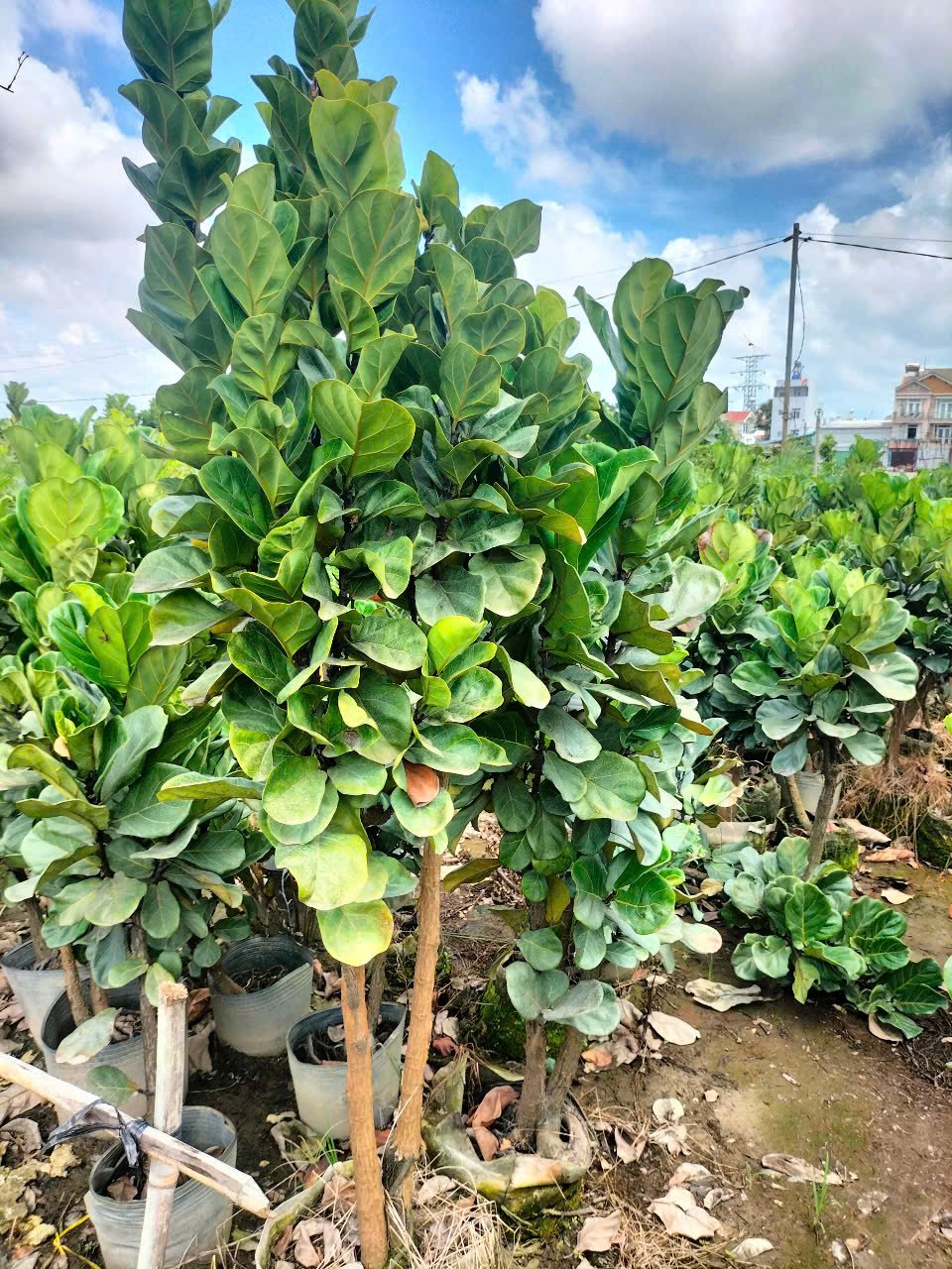 Cây Bàng Singapore Size Đại 3