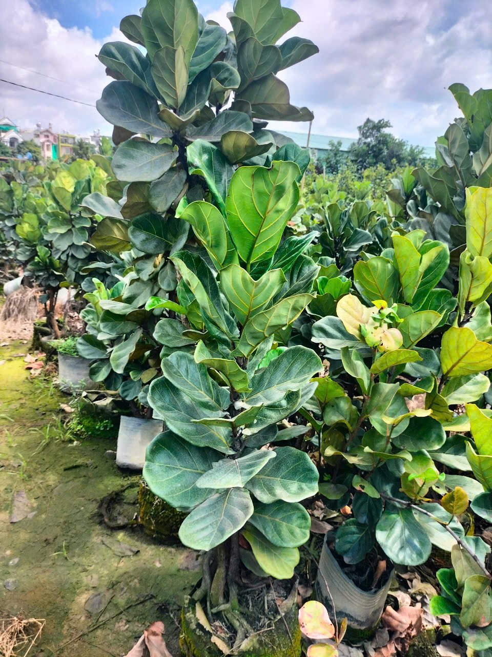 Cây Bàng Singapore Size Đại