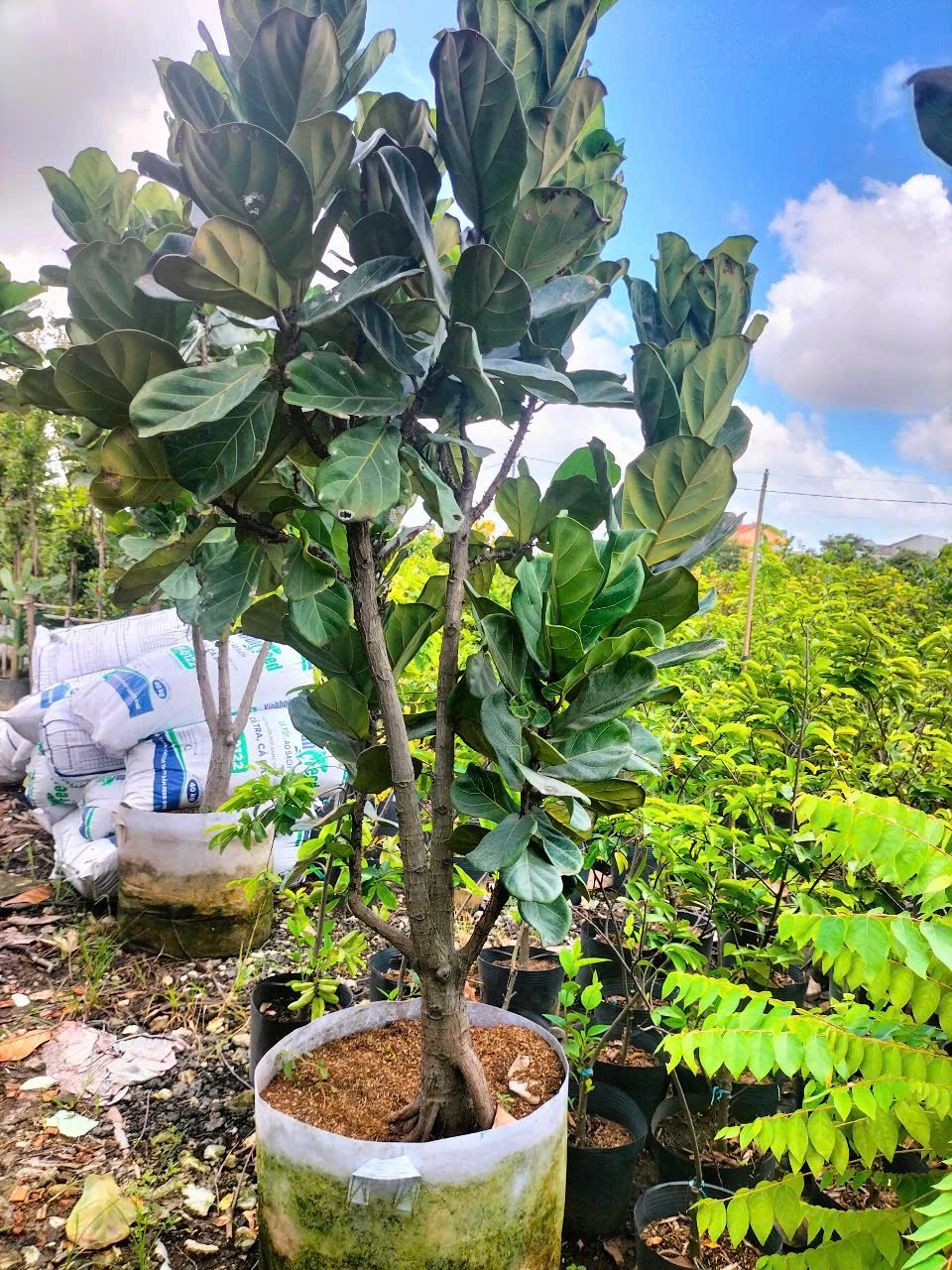 Cây Bàng Singapore Size Đại 2