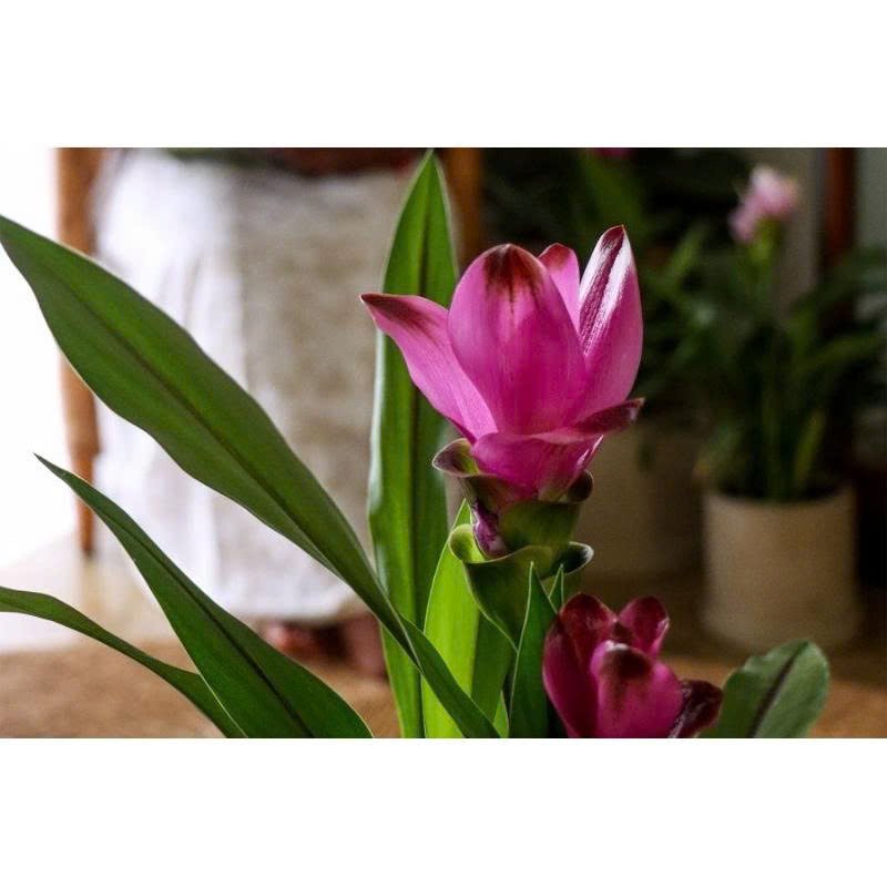 Cây nghệ lá từ cô – Hoa tulip Thái