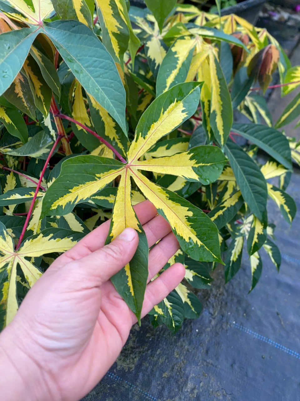 Cây Khoai Mì Var (Cẩm Thạch)
