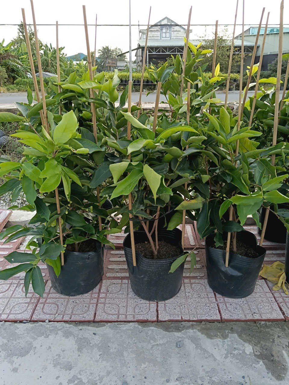 Cây Mận Thái Xanh Trồng Chậu