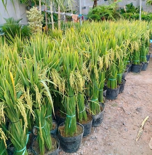 Cây Lúa Trưng Tết 2026