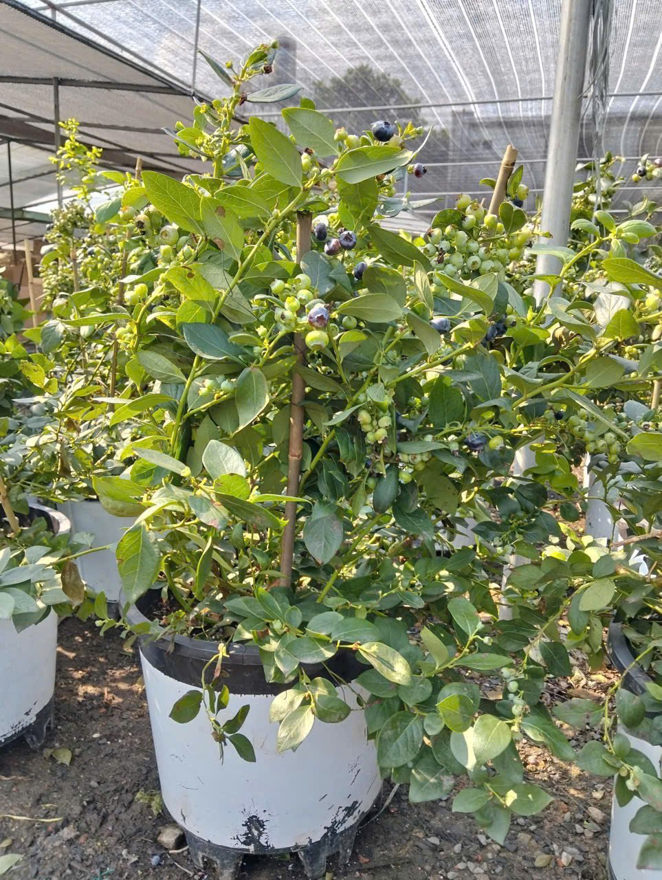 Cây Việt Quất Tứ Quý