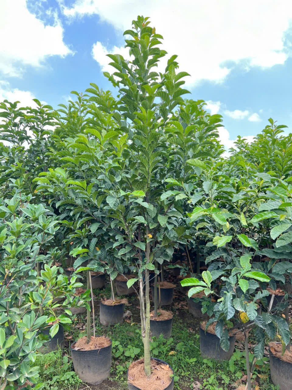 Cây Chay Ruột Đỏ