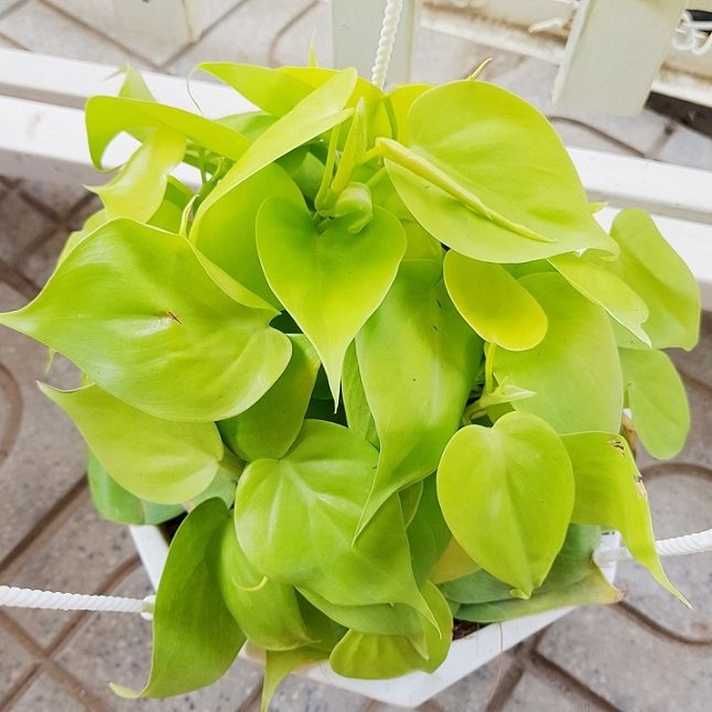 Cây Trầu Bà Thái Vàng Chậu Treo
