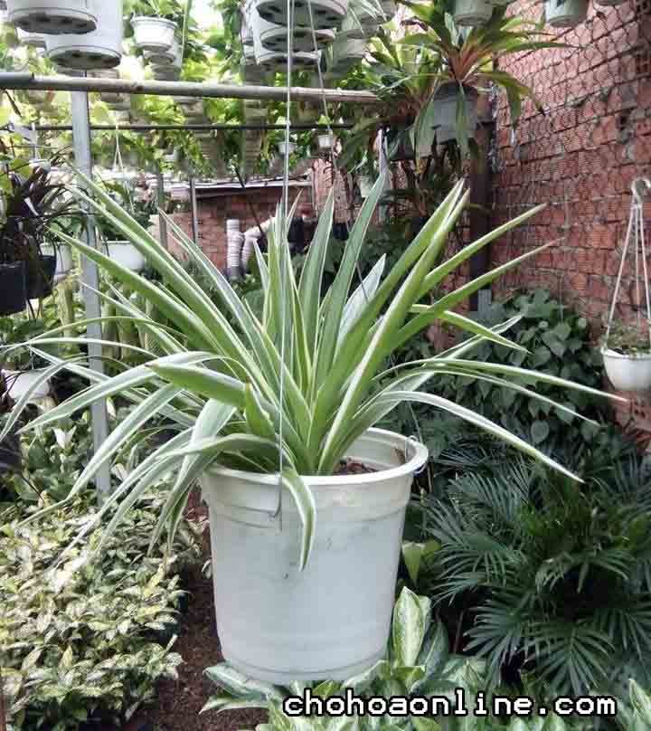 Chậu Cây Danh Dự