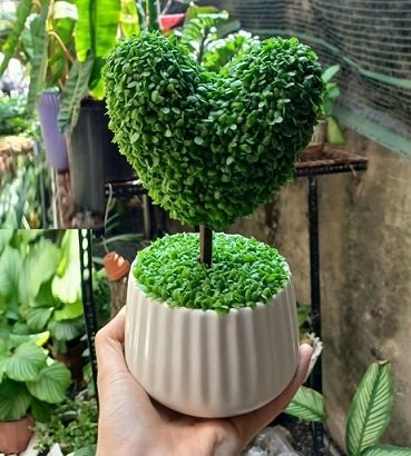 Chậu Cây Danh Dự 3