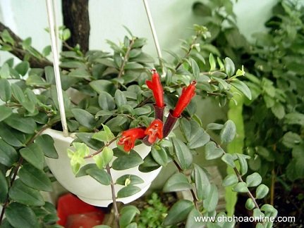 Chậu Cây Danh Dự