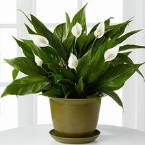 Chậu Cây Danh Dự 2