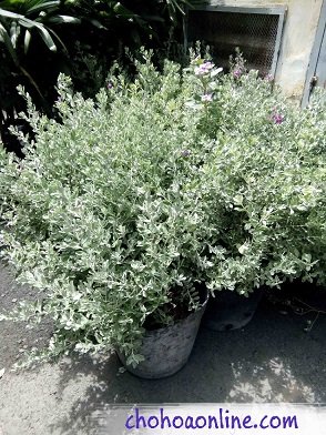 Chậu Cây Danh Dự
