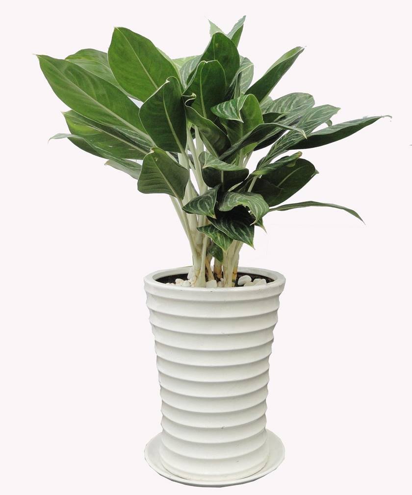Cây xà cừ