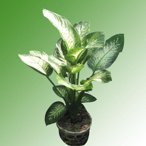 Cây xà cừ