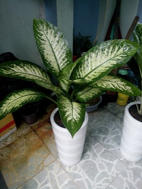 Cây xà cừ 2