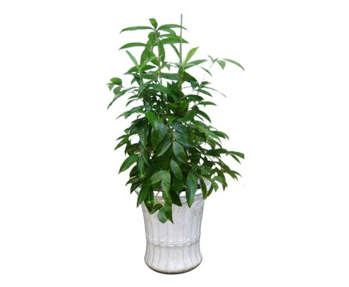 Cây xà cừ