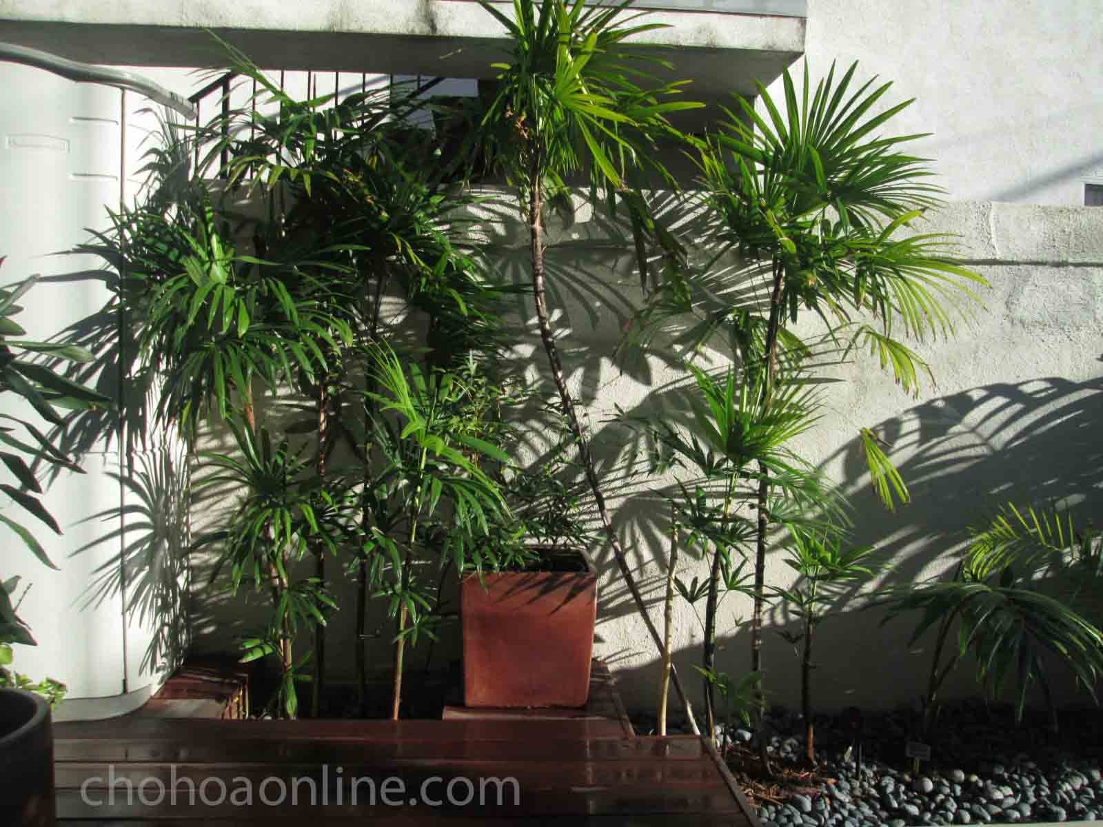 Hoa Phong Lữ Thảo Rủ 3