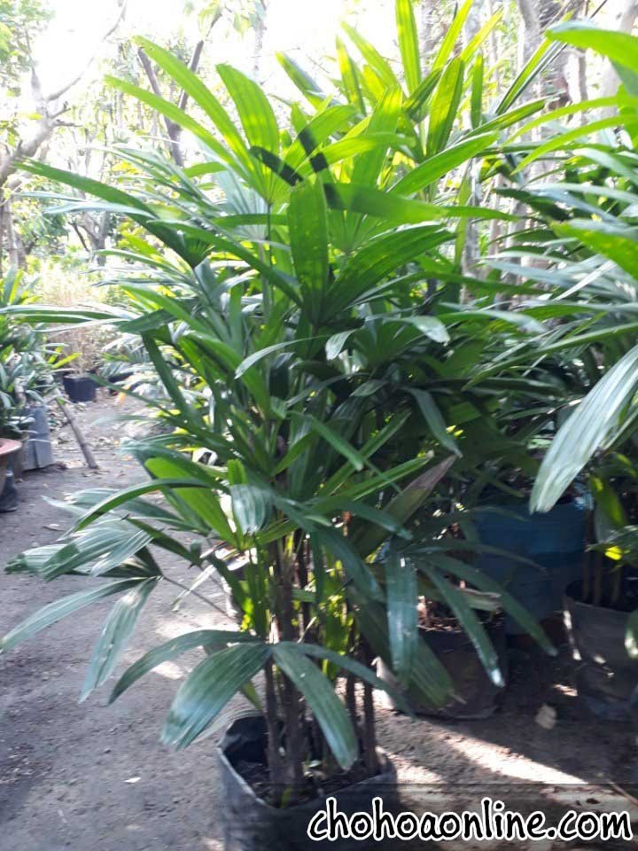 Hoa Phong Lữ Thảo Rủ 2