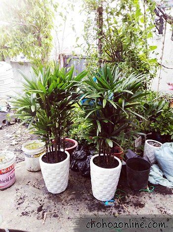 Hoa Phong Lữ Thảo Rủ