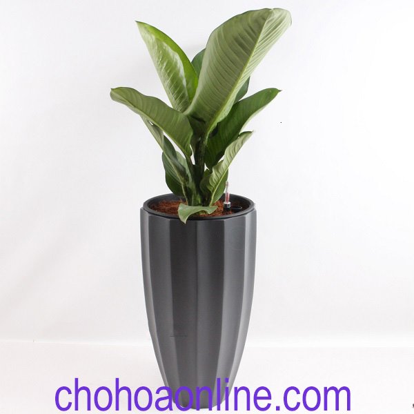Chậu Cây Danh Dự 2