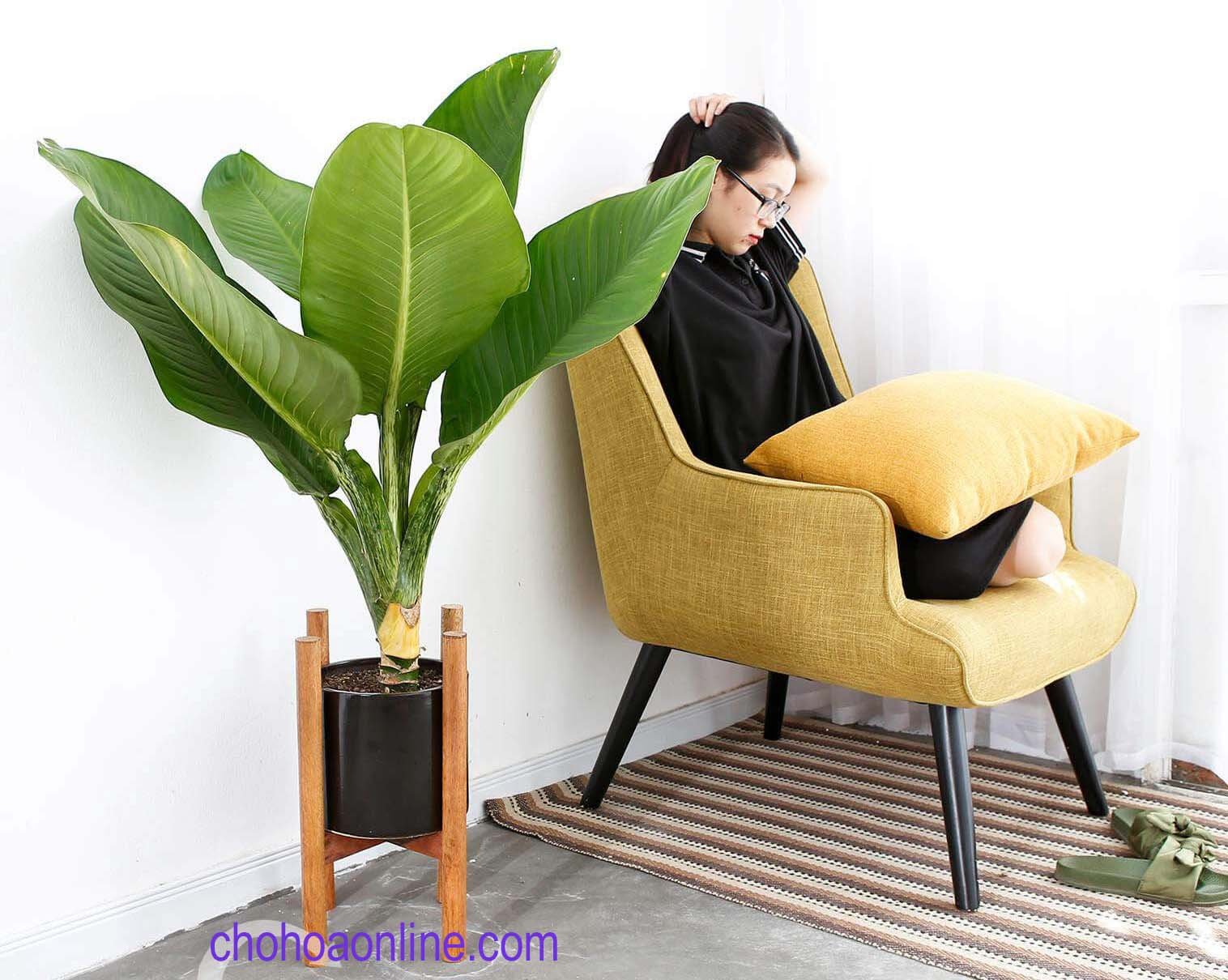 Chậu Cây Danh Dự 3