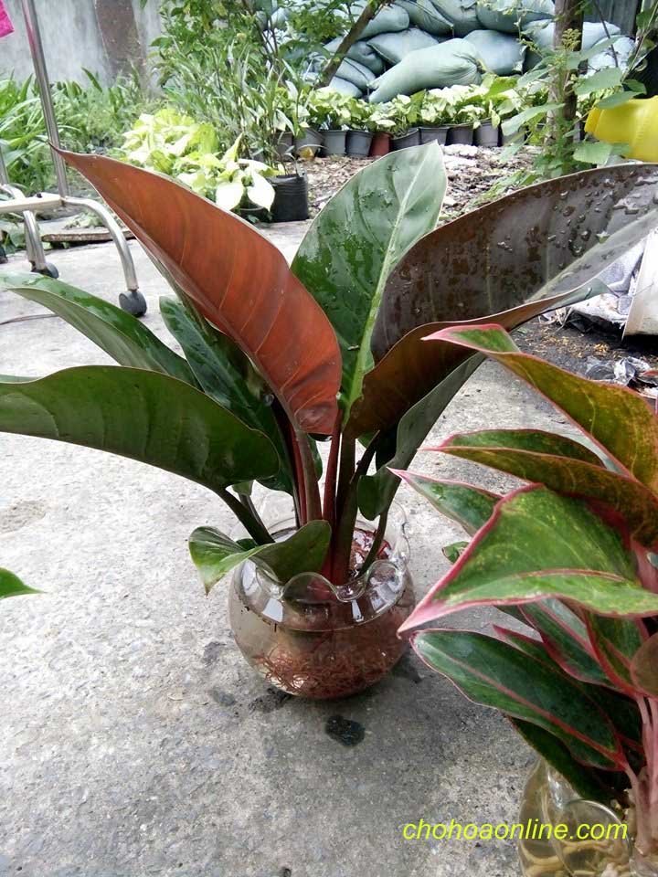 Chậu Cây Danh Dự 2