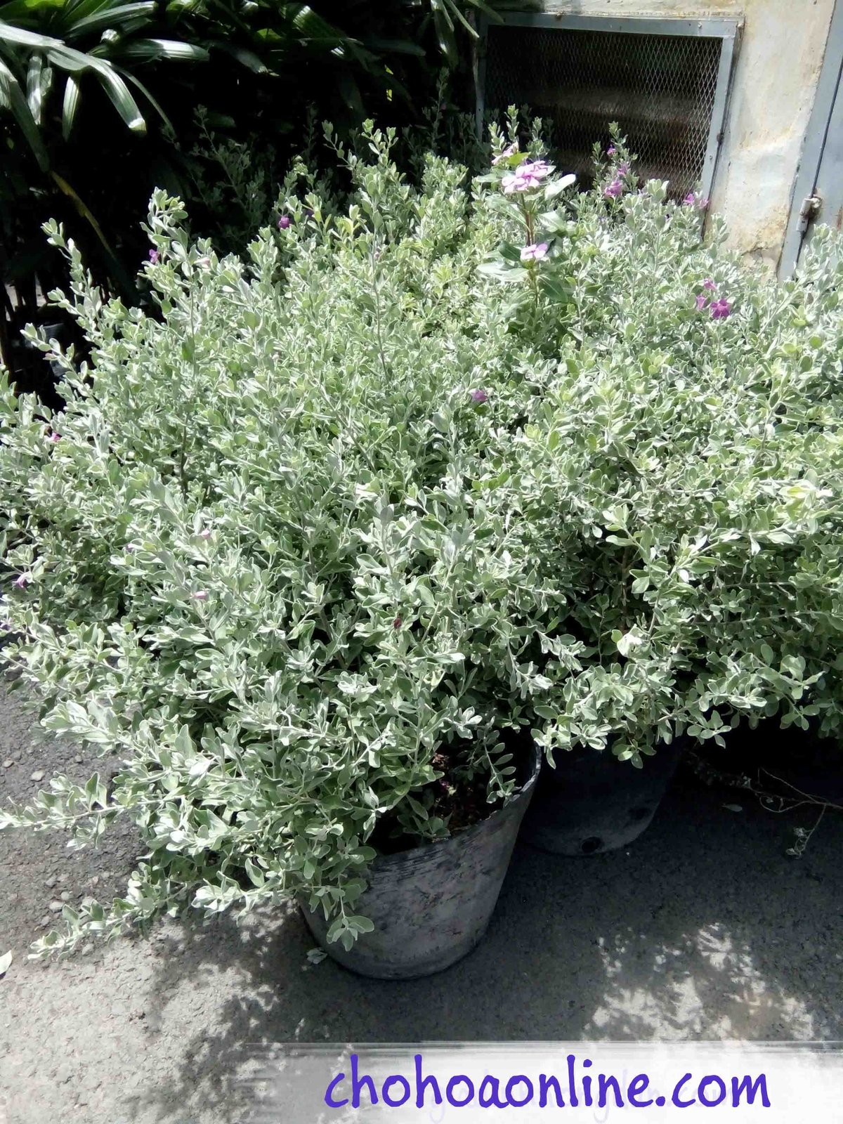 Chậu Cây Danh Dự 2