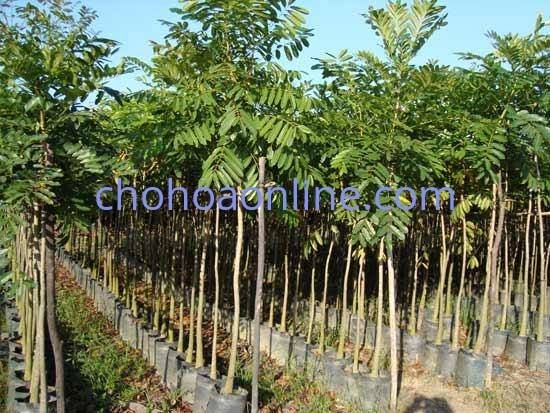 Chậu Cây Danh Dự