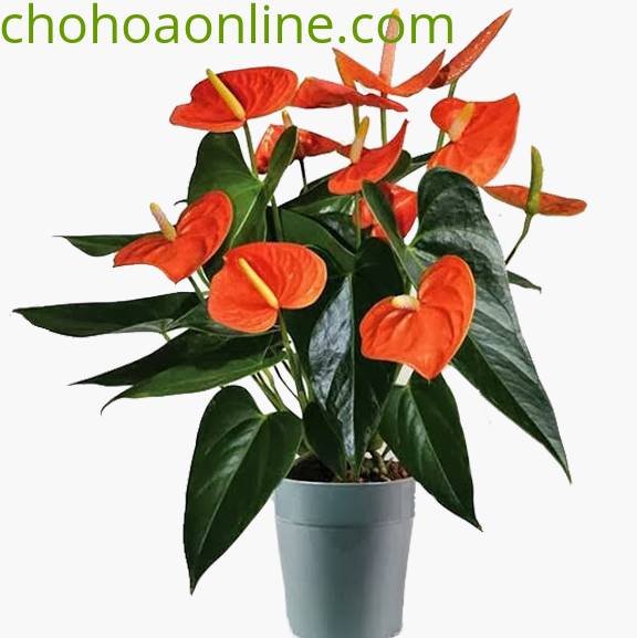 Chậu Cây Danh Dự