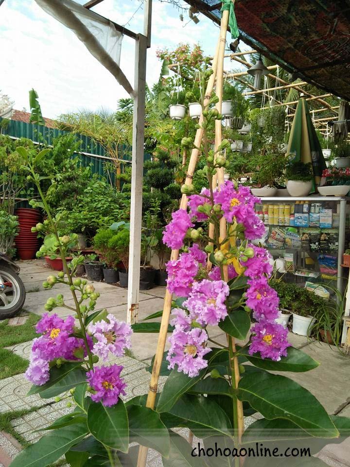 Chậu Cây Danh Dự 2