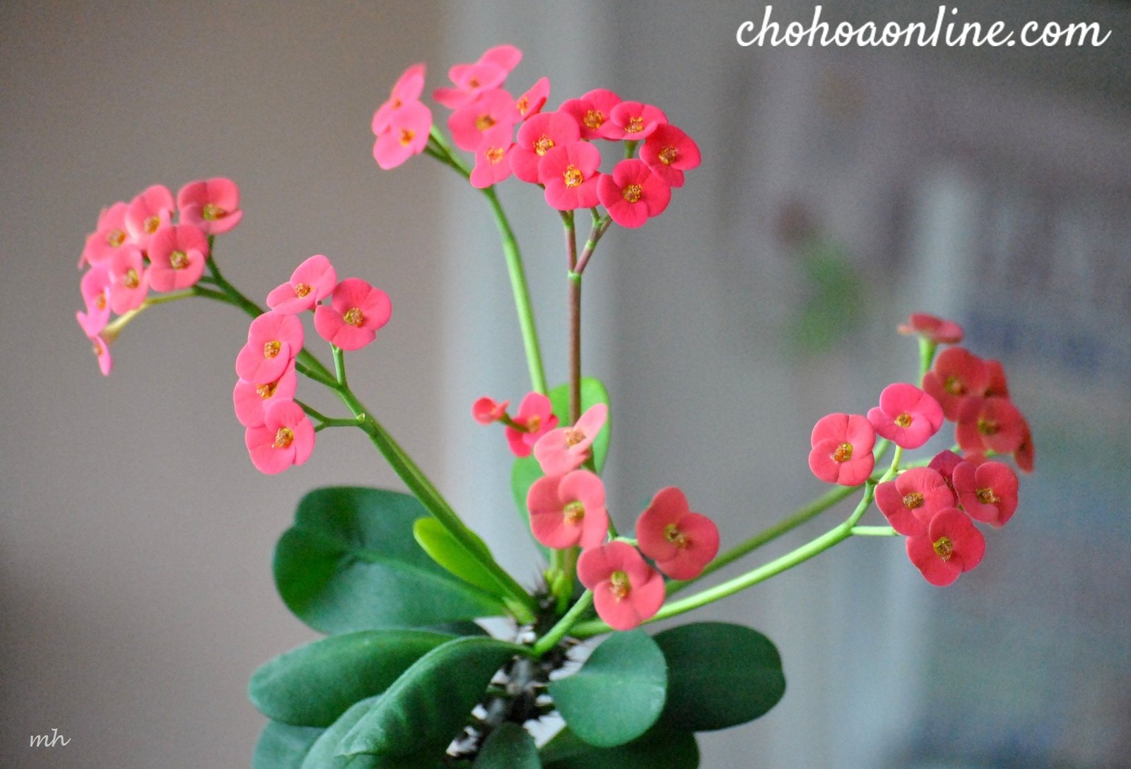 Chậu Cây Danh Dự 3