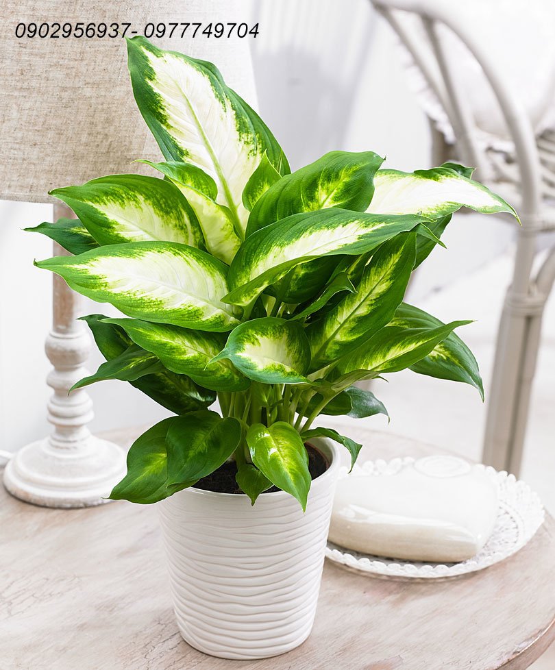 Cây xương rồng bát tiên 2