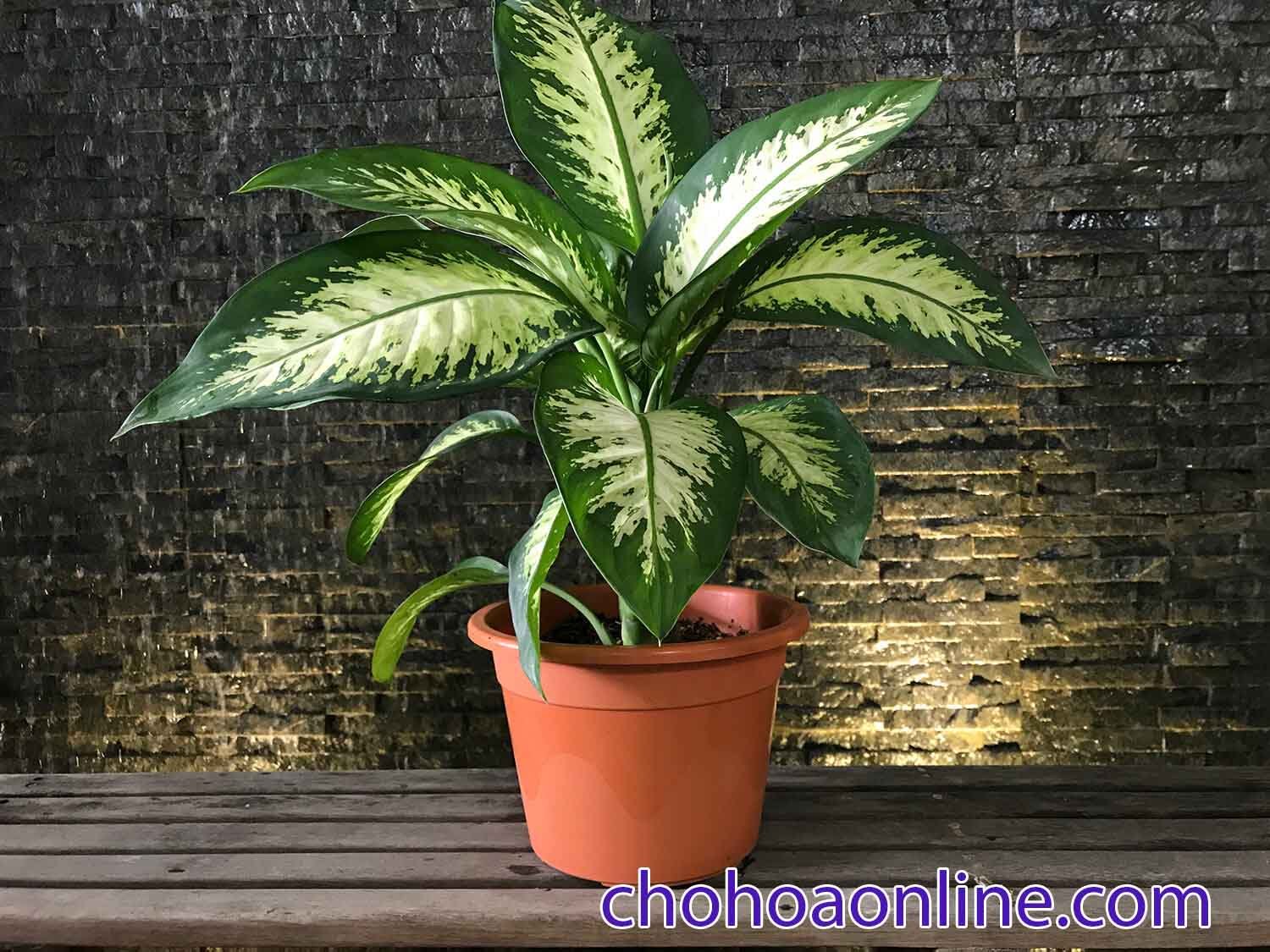 Cây xương rồng bát tiên 3