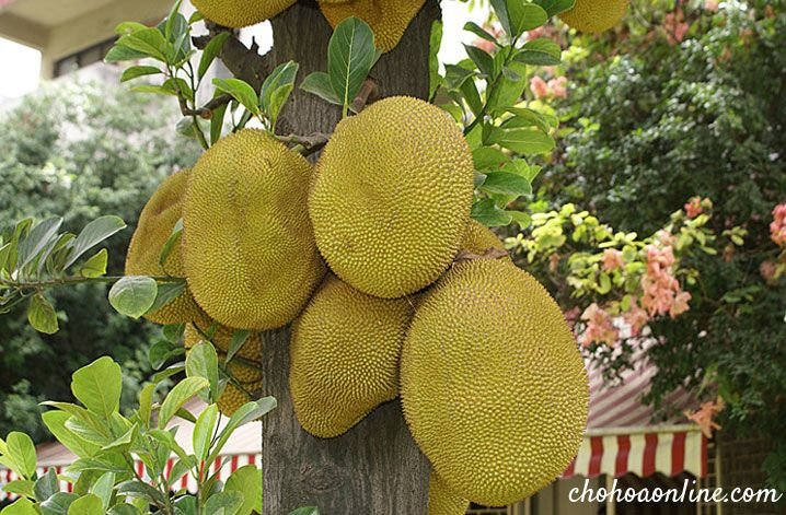 Cây Trúc Bách Hợp
