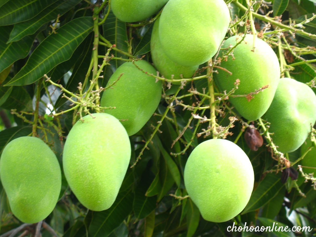 Cây Trúc Bách Hợp
