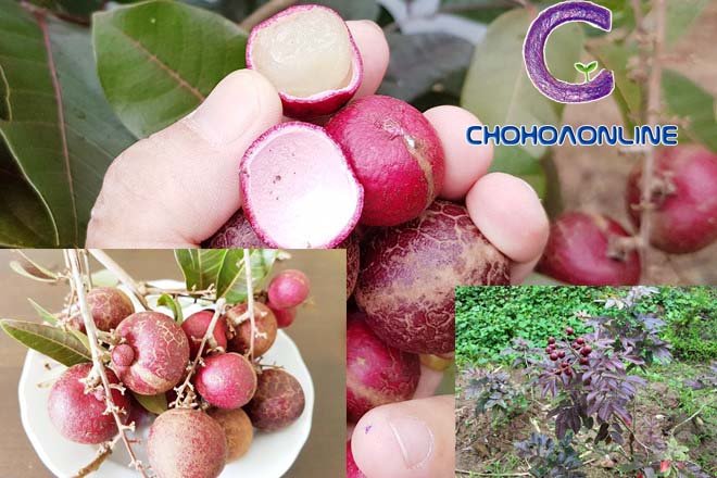 Chậu Cây Trầu Bà Leo Cột 3