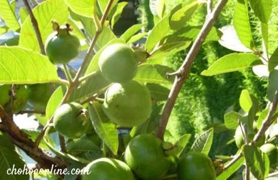 Cây Me Cảnh - Cây Giống
