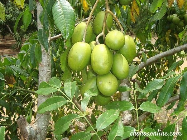 Cây Me Cảnh - Cây Giống 2