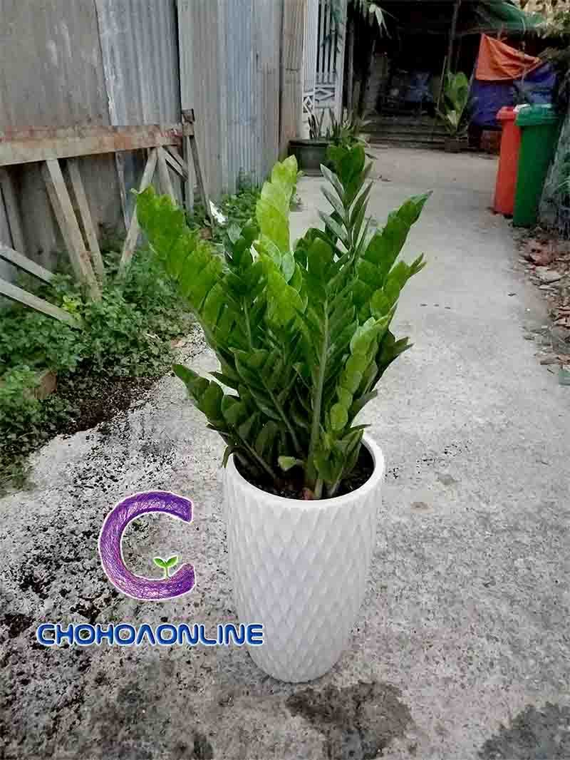 Cây Đô La Chậu Treo 3