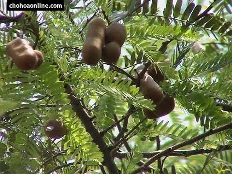 Cây Ngọc Ngà