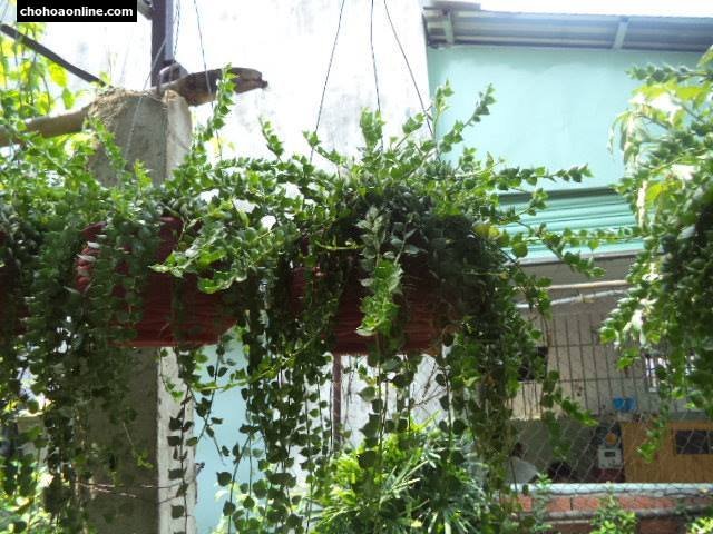 Hoa Mười Giờ Chậu Treo