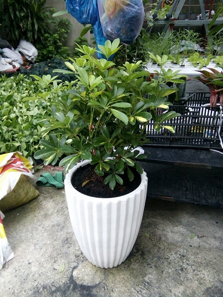 Cây Đuôi Công