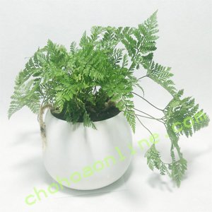 Cây Sứ Đại Hoa Đỏ 3